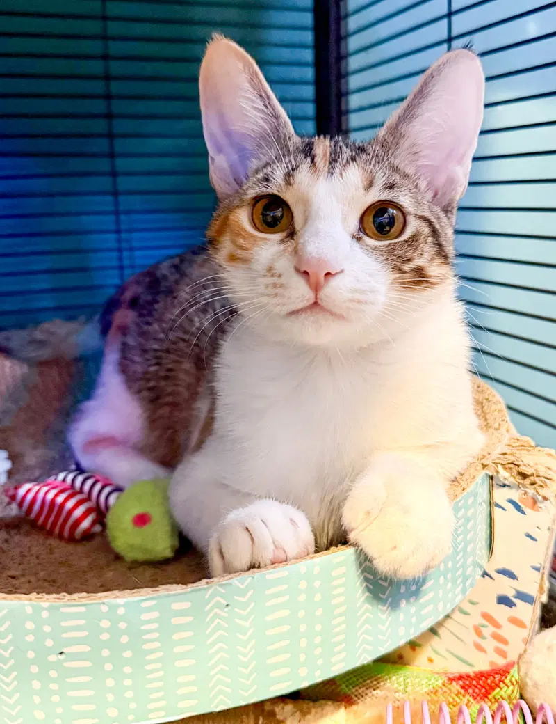 Litten, a female Calico kitten up for adoption