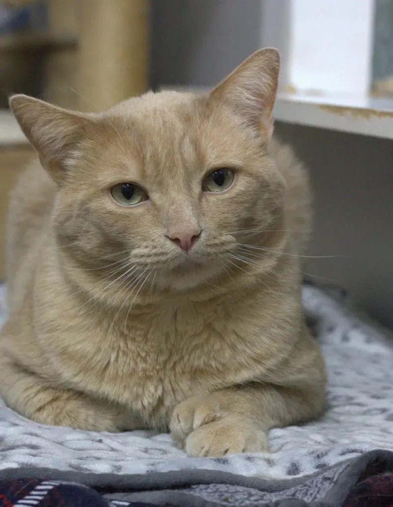 Wagner, a male cat up for adoption