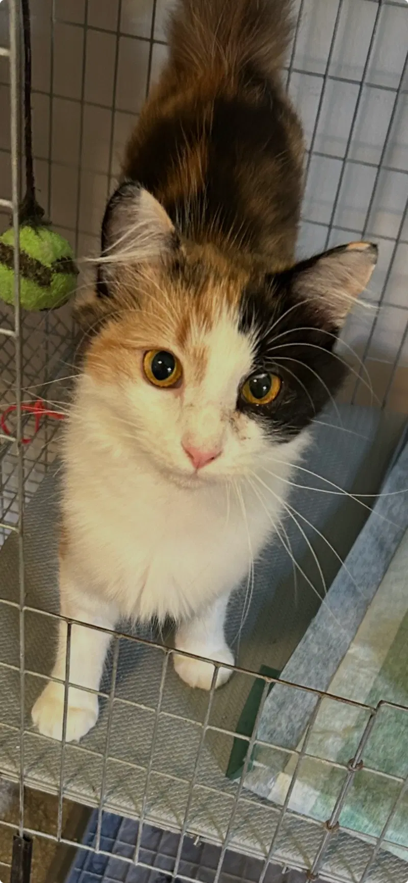 Callie Kitten, photo 2