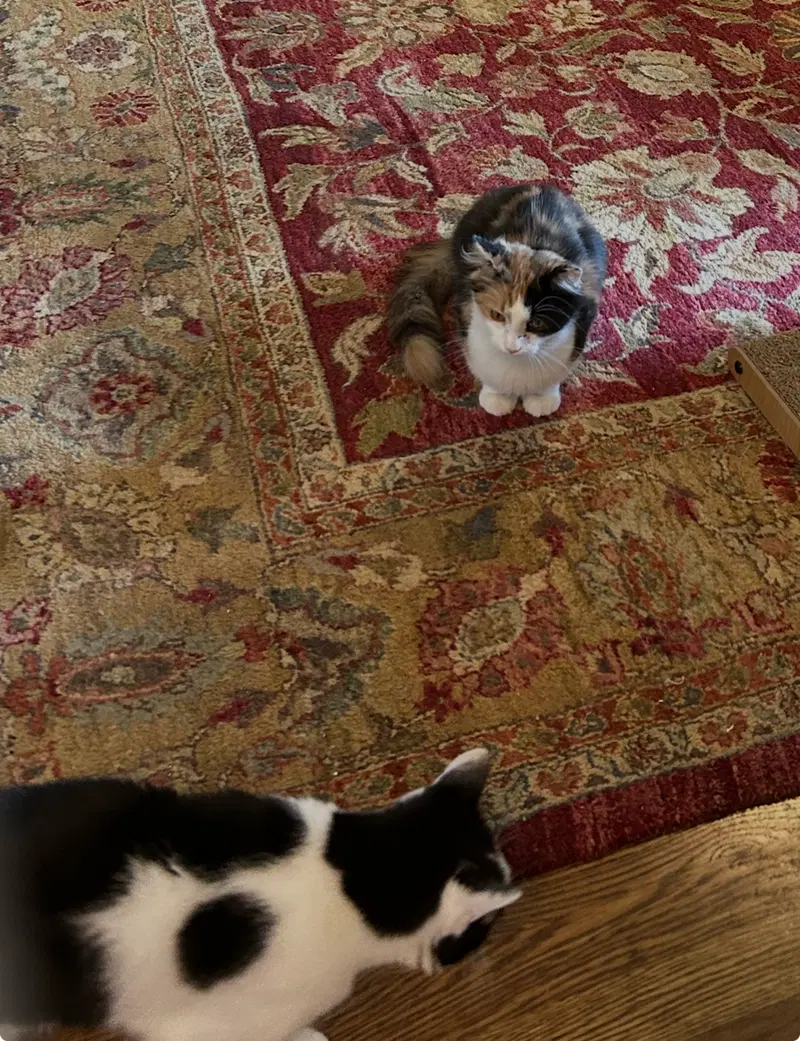 Callie Kitten, photo 7