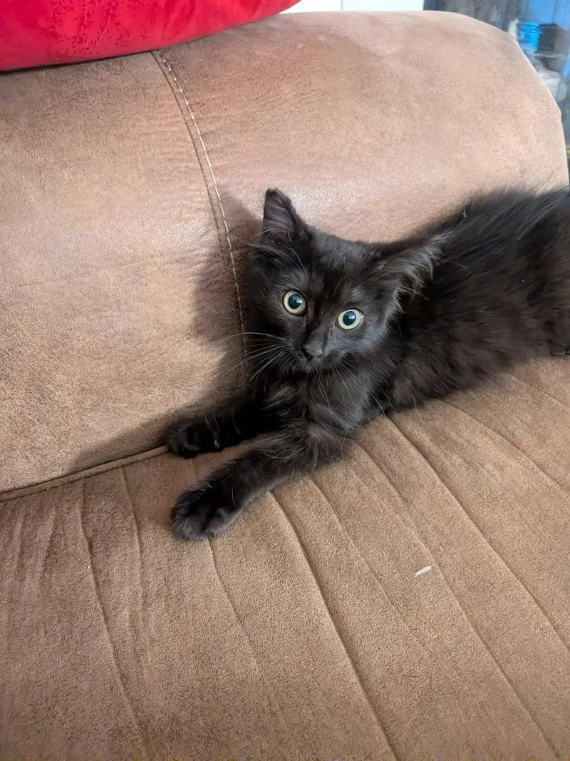 Gidget, an adult female cat up for adoption