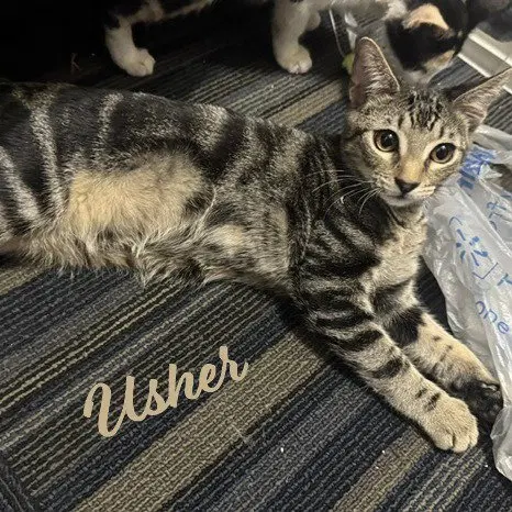 Usher, a female Tabby kitten up for adoption