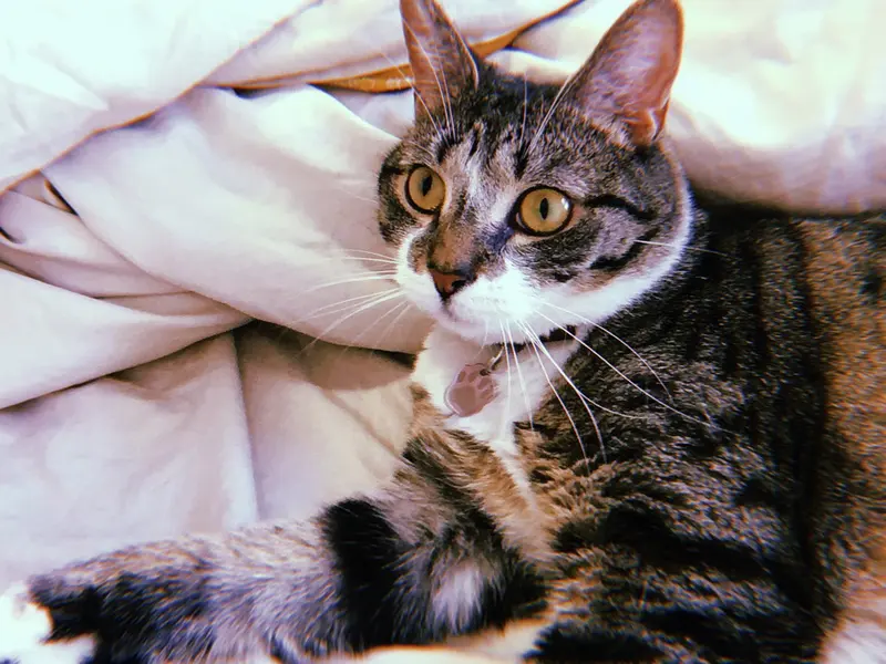 Jonesy, an adult female cat up for adoption