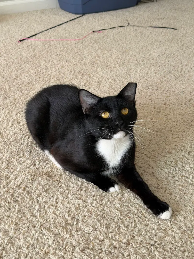 Nico, an adult male cat up for adoption