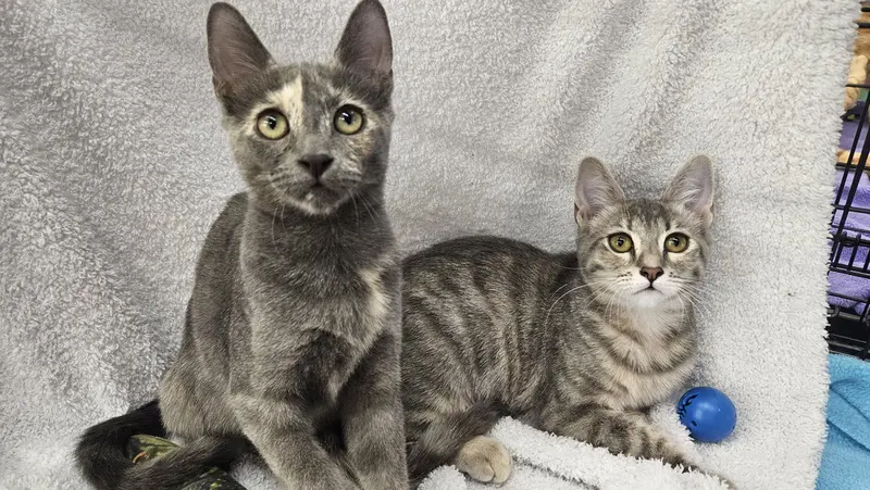 Dixie & Trixie, female kittens up for adoption