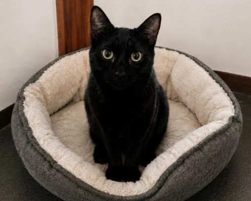 Clyde, photo 3