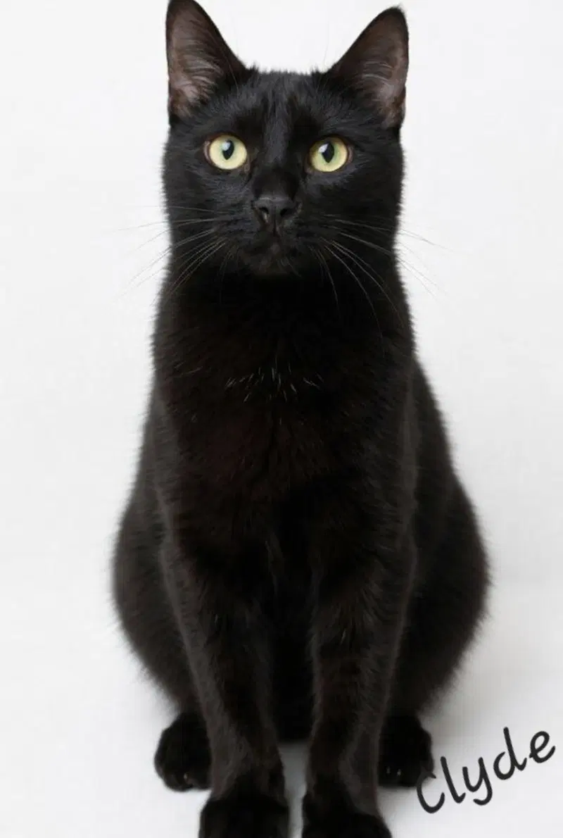 Clyde, photo 4