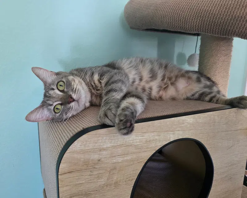 Dorito, an adult female cat up for adoption