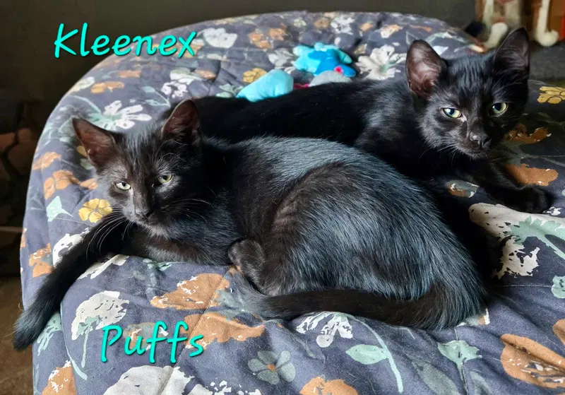 Kleenex, a male kitten up for adoption