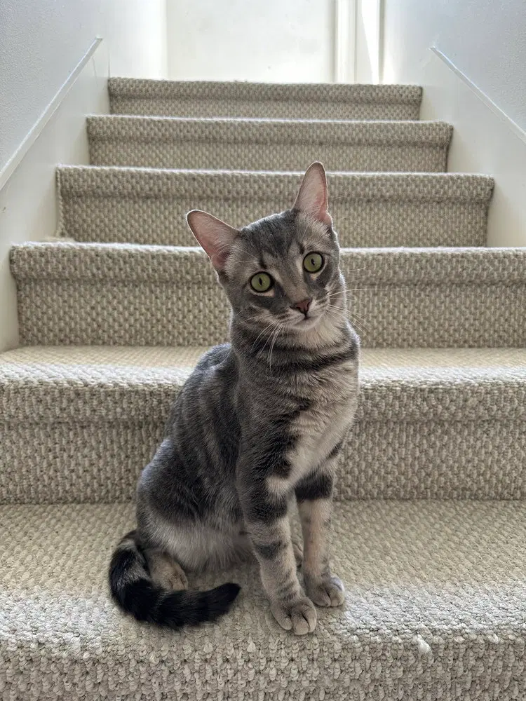 Theodore, a male kitten up for adoption
