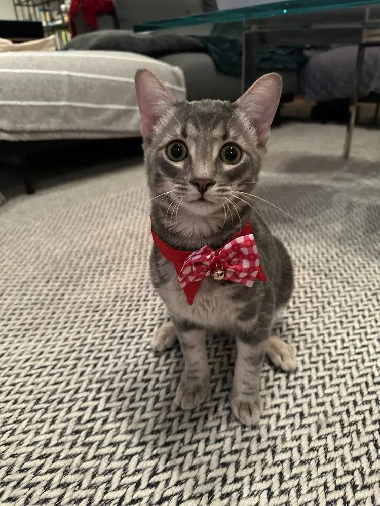 Theodore, photo 2