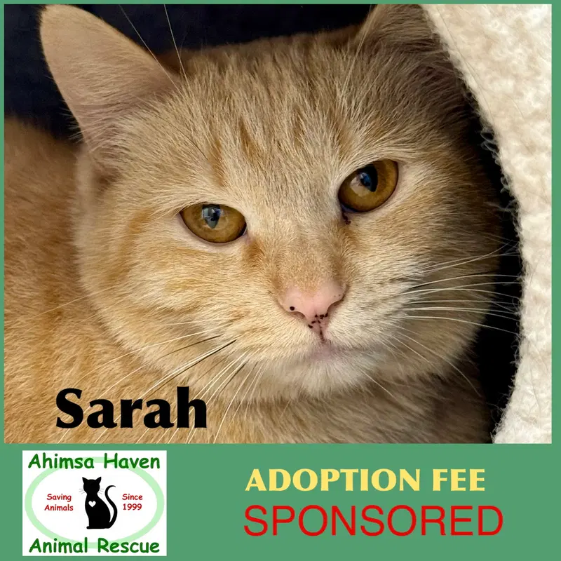 Sarah, a young female cat up for adoption