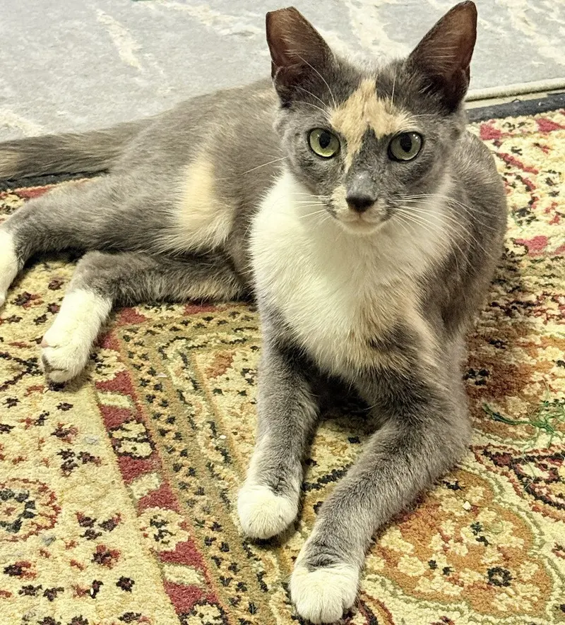 Matti, a female kitten up for adoption