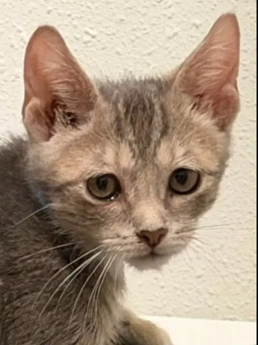 Ajax, a male kitten up for adoption