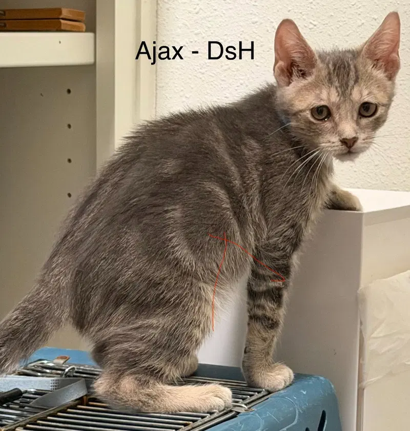 Ajax, photo 4