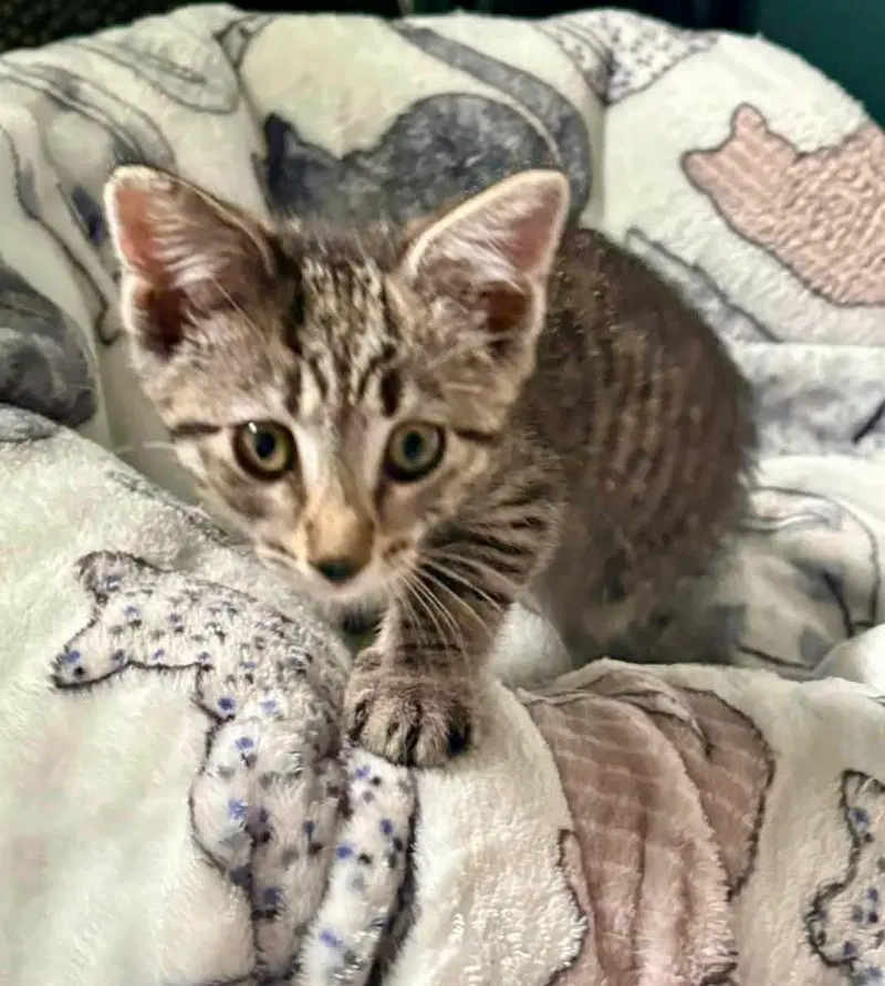 Scout, photo 4