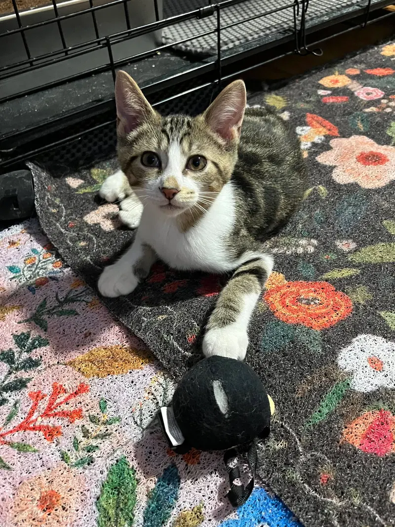 Linus, photo 5