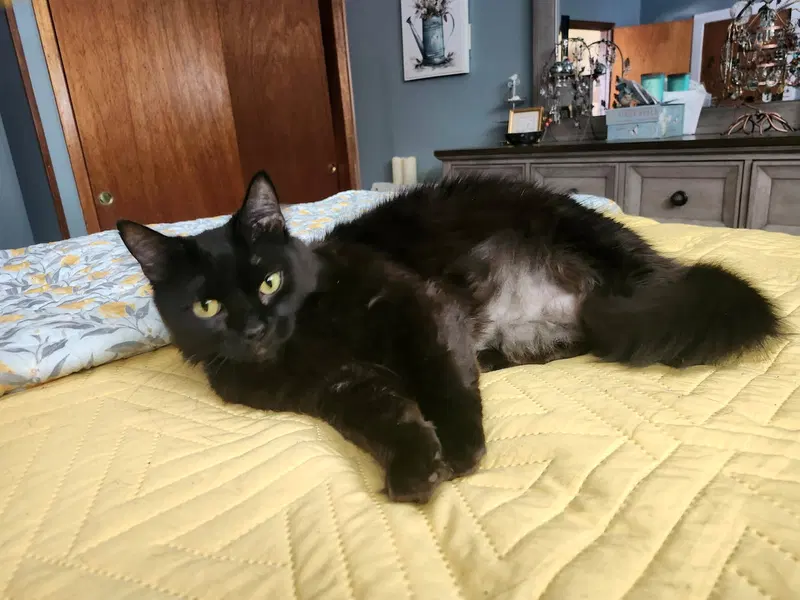 Teagan, photo 4