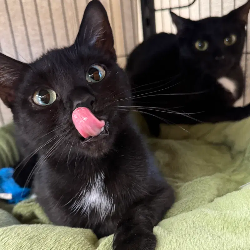 Bella & Cocoa, photo 2