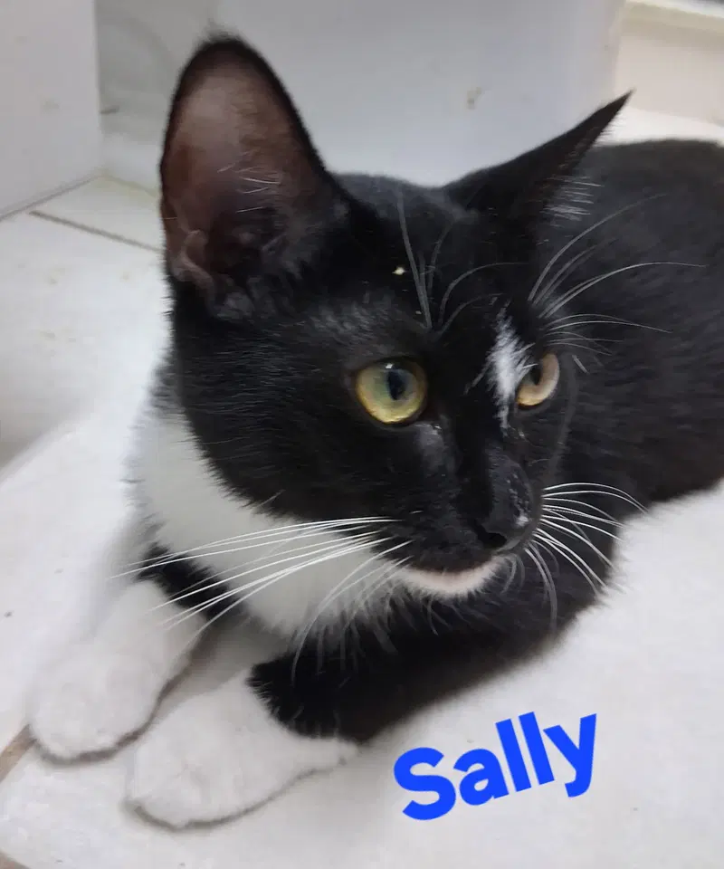 Sally, a young female cat up for adoption