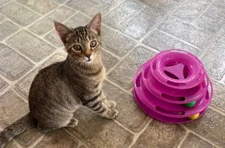 Kitten Sierra, photo 2