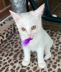 Kitten Lucia, a female kitten up for adoption