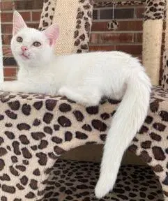 Kitten Lucia, photo 2
