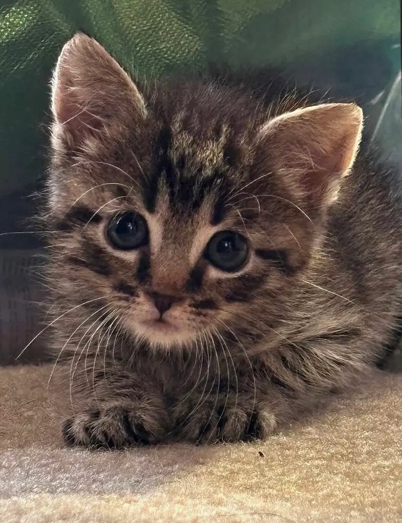 Jimbo, a male kitten up for adoption