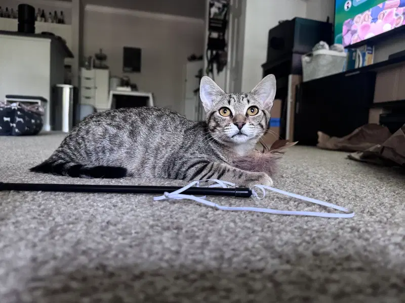 Anakin, a male Tabby kitten up for adoption