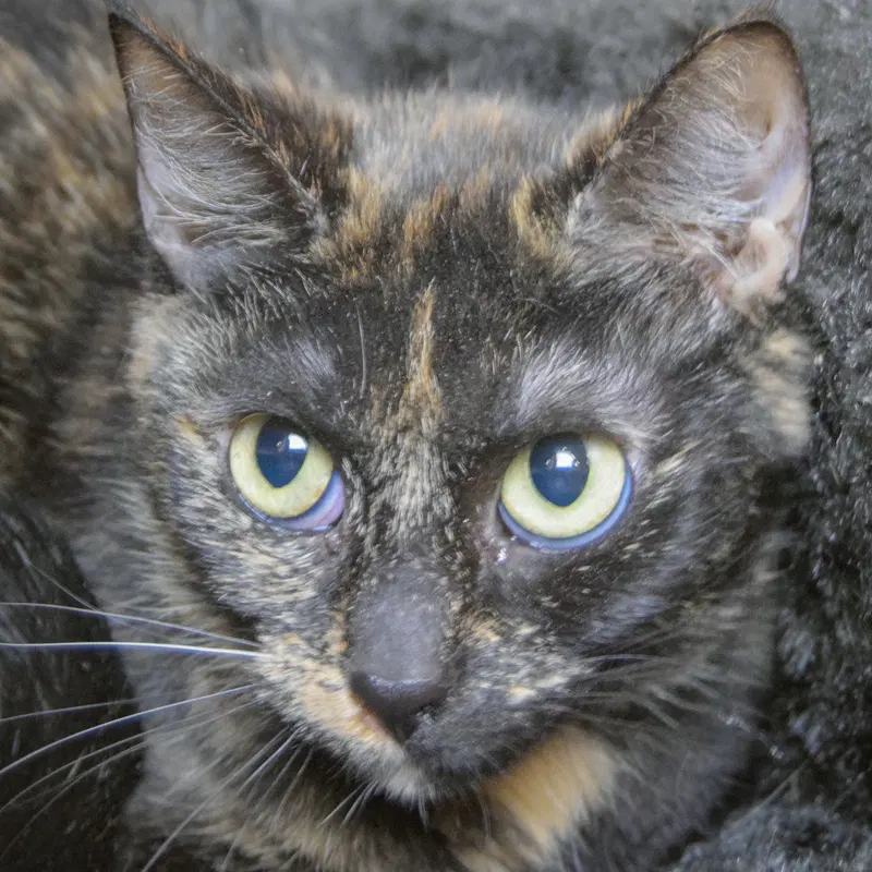 Lily, a young female Tortoiseshell cat up for adoption