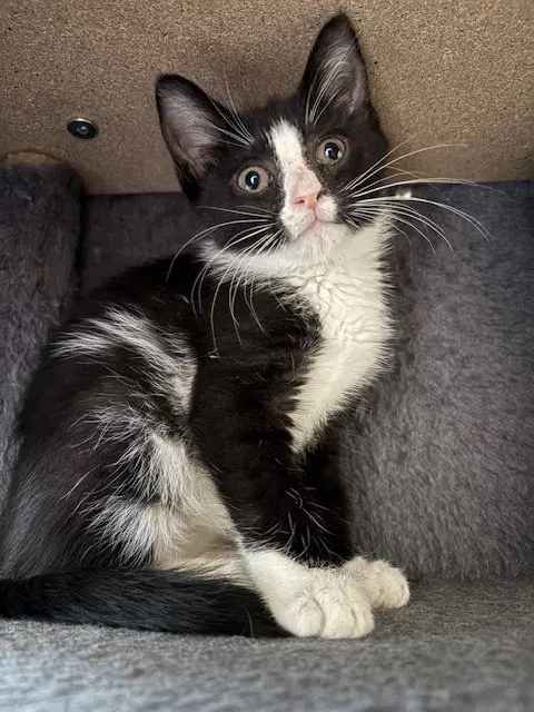 Yang, a female kitten up for adoption