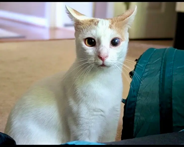 Cassiopia, a female cat up for adoption