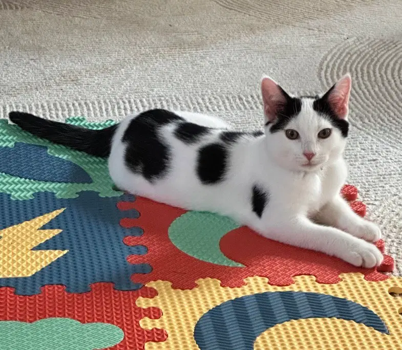 Cat, photo 5
