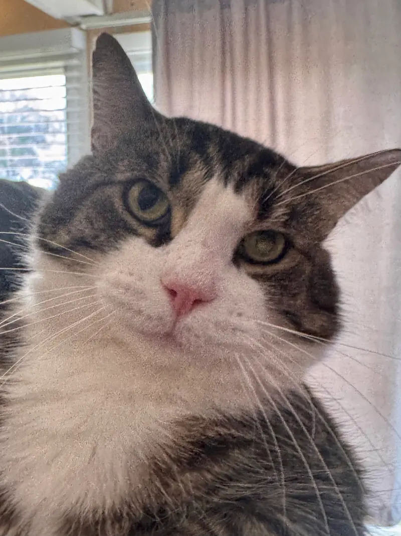 Paulie, an adult male cat up for adoption