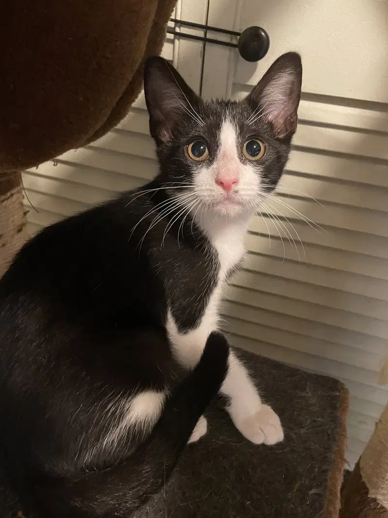 Nelly, a young male cat up for adoption