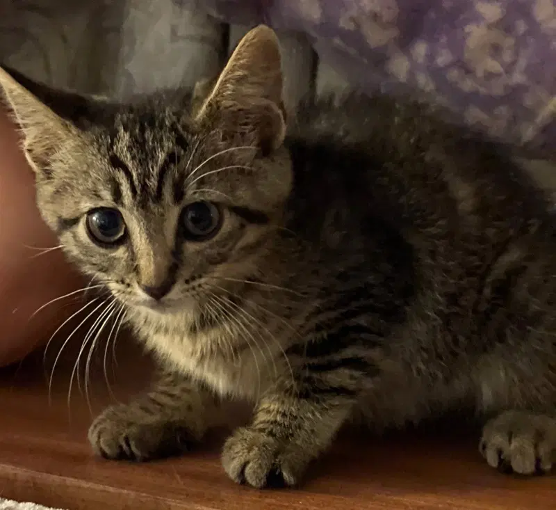 Journey, a female Tabby kitten up for adoption