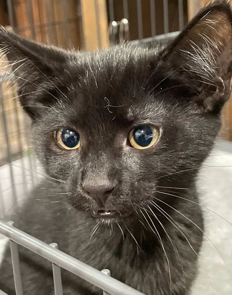 Tupelo, a male kitten up for adoption
