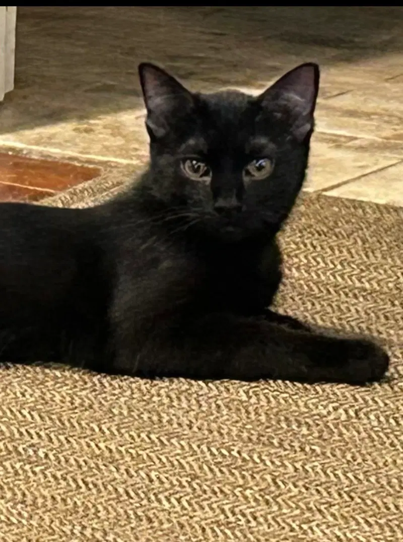 Larsa, a female kitten up for adoption
