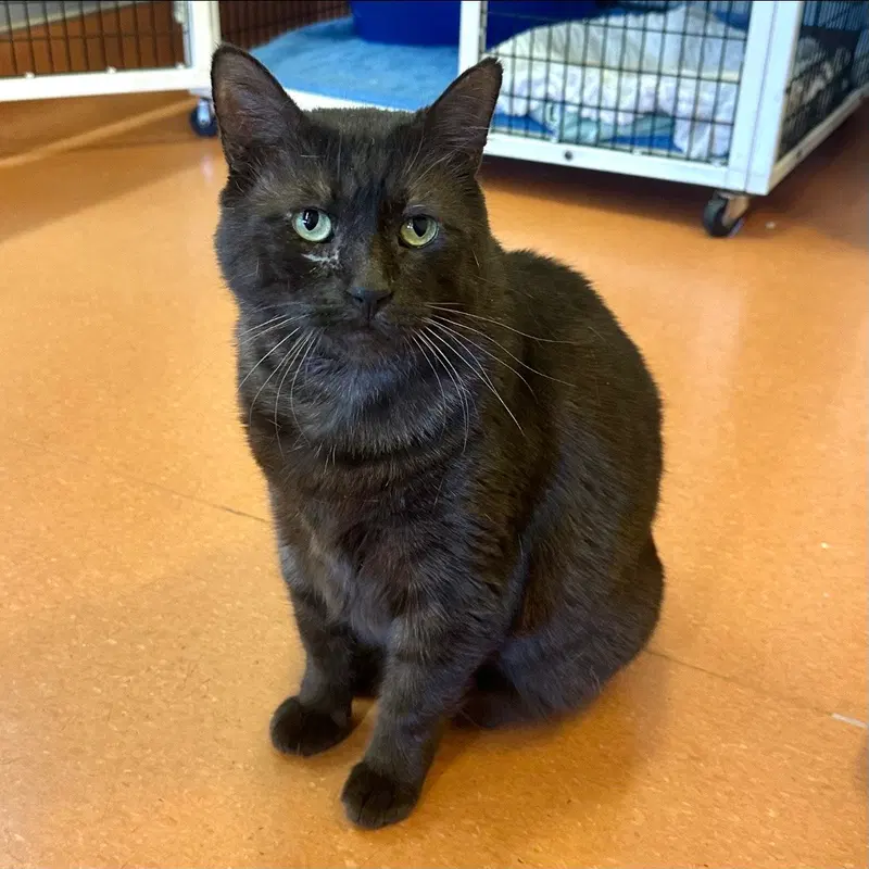 Peezy, an adult male cat up for adoption