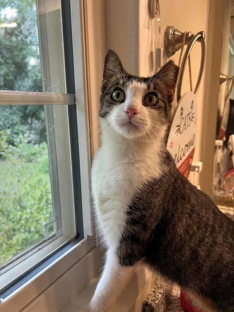 Watch the video of Betty Bobtail