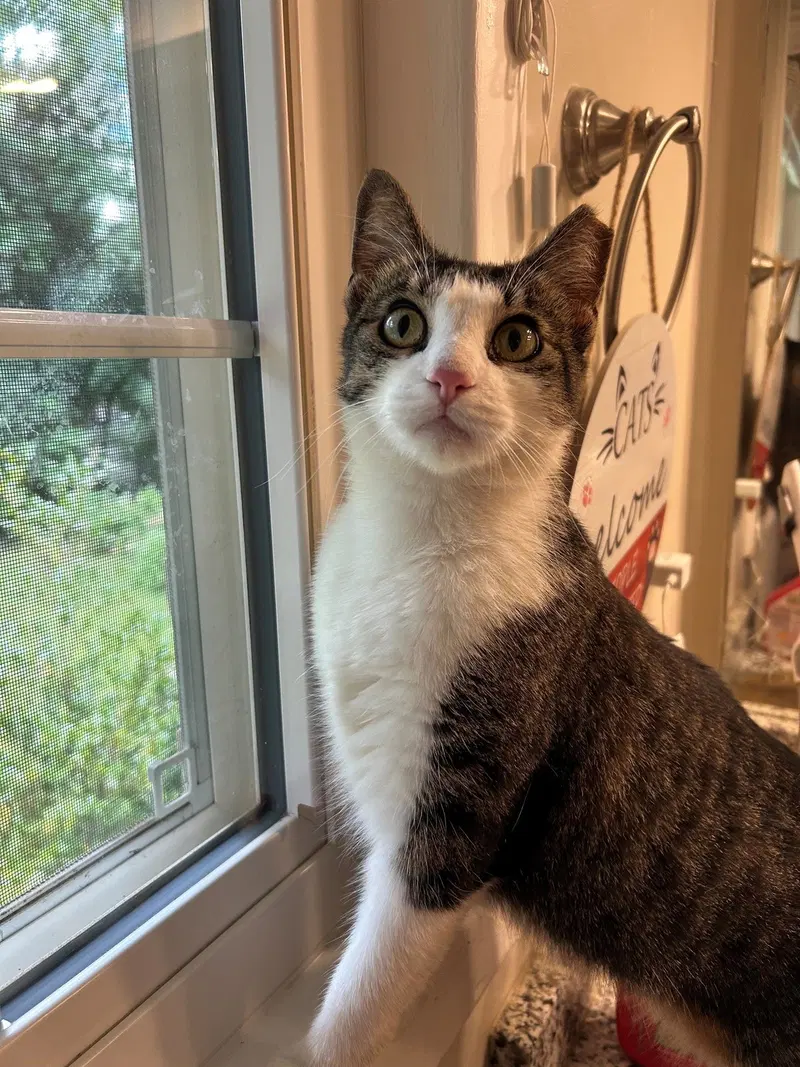 Betty Bobtail, a young female Bobtail cat up for adoption