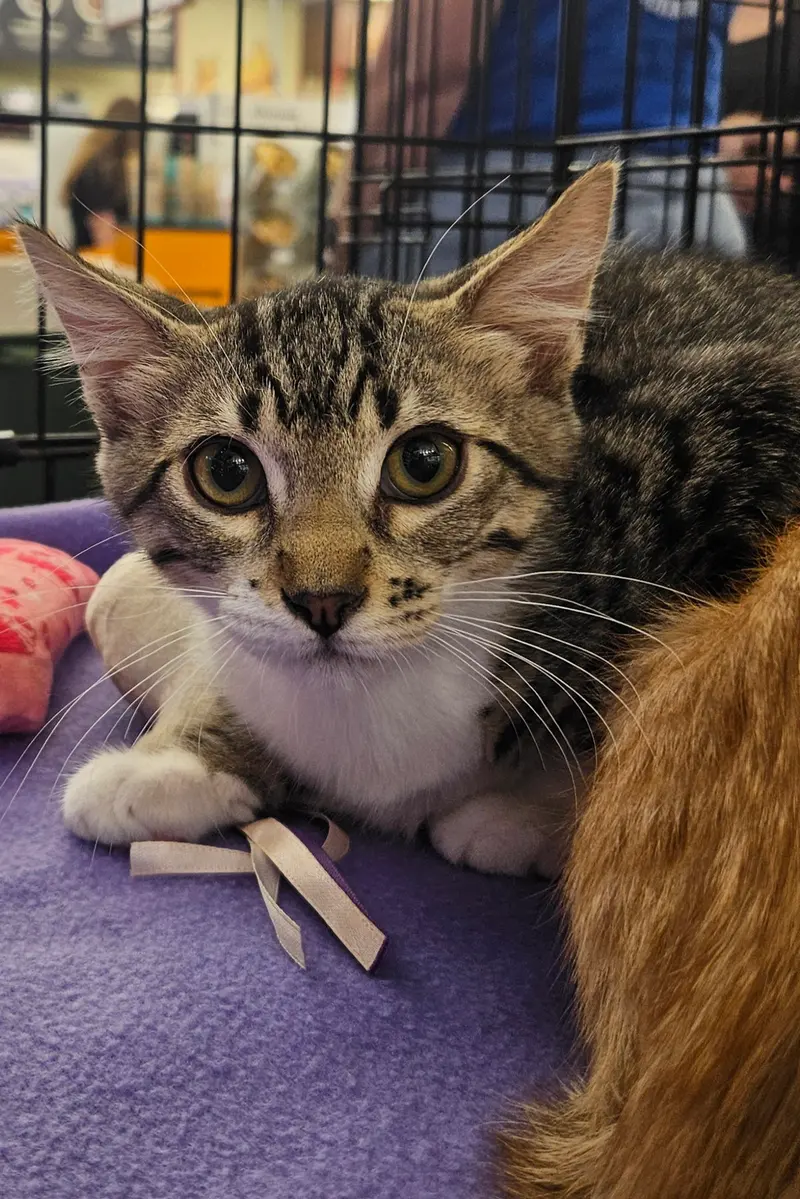 Tabasco, a male kitten up for adoption
