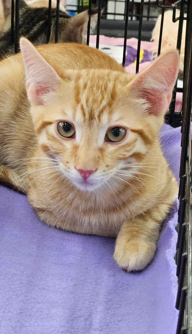 Sriracha, a male kitten up for adoption