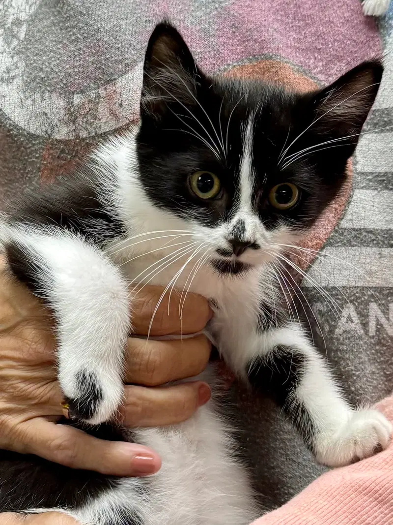 Cat, photo 2