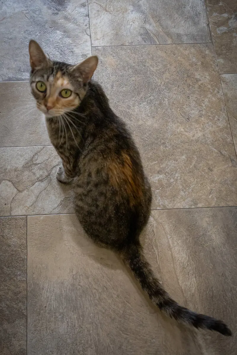 Delilah, photo 3