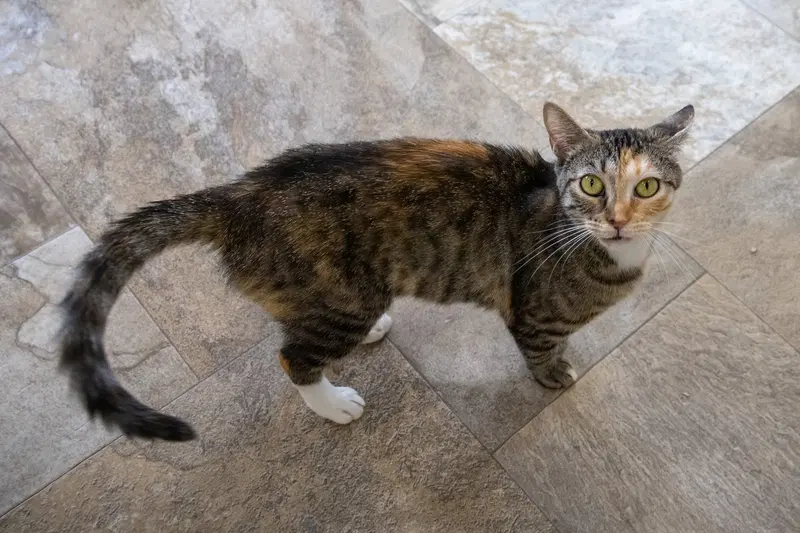 Delilah, photo 4