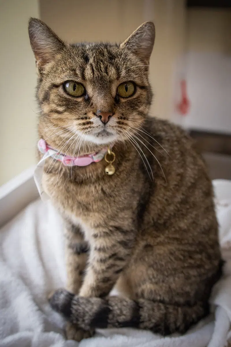 Millie, photo 2