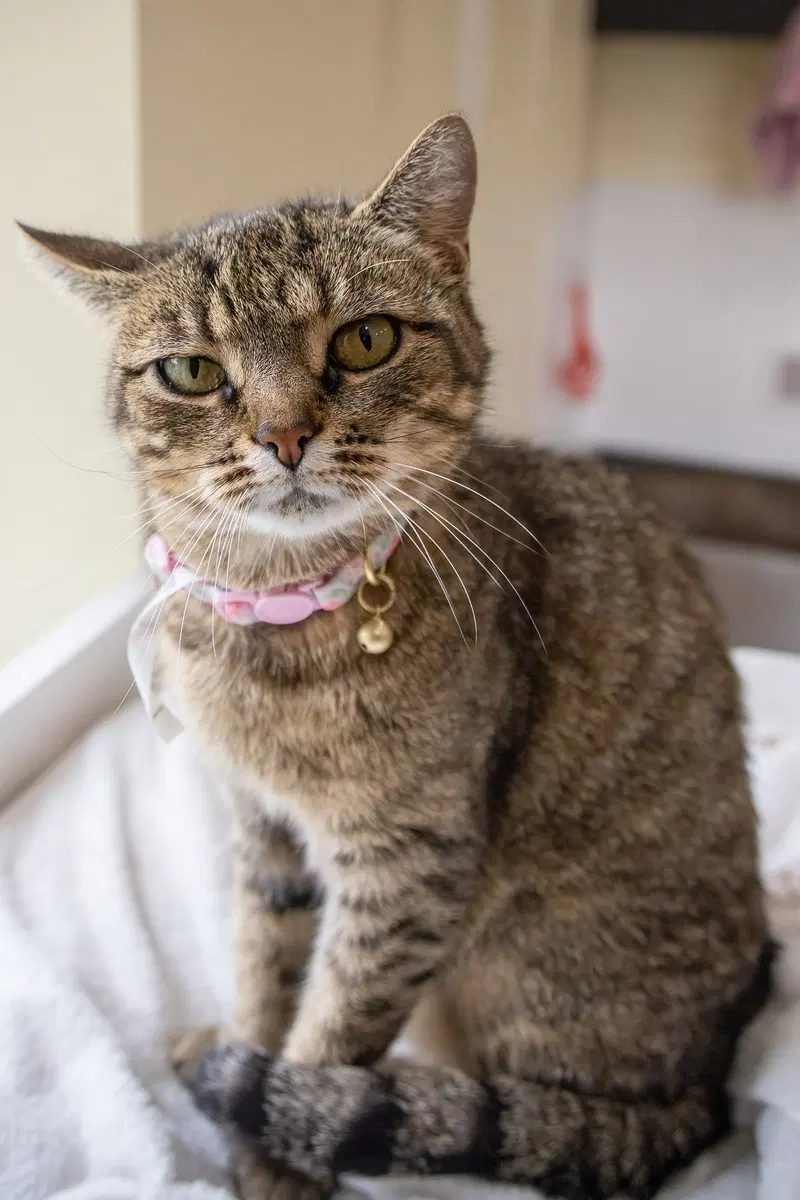Millie, photo 3