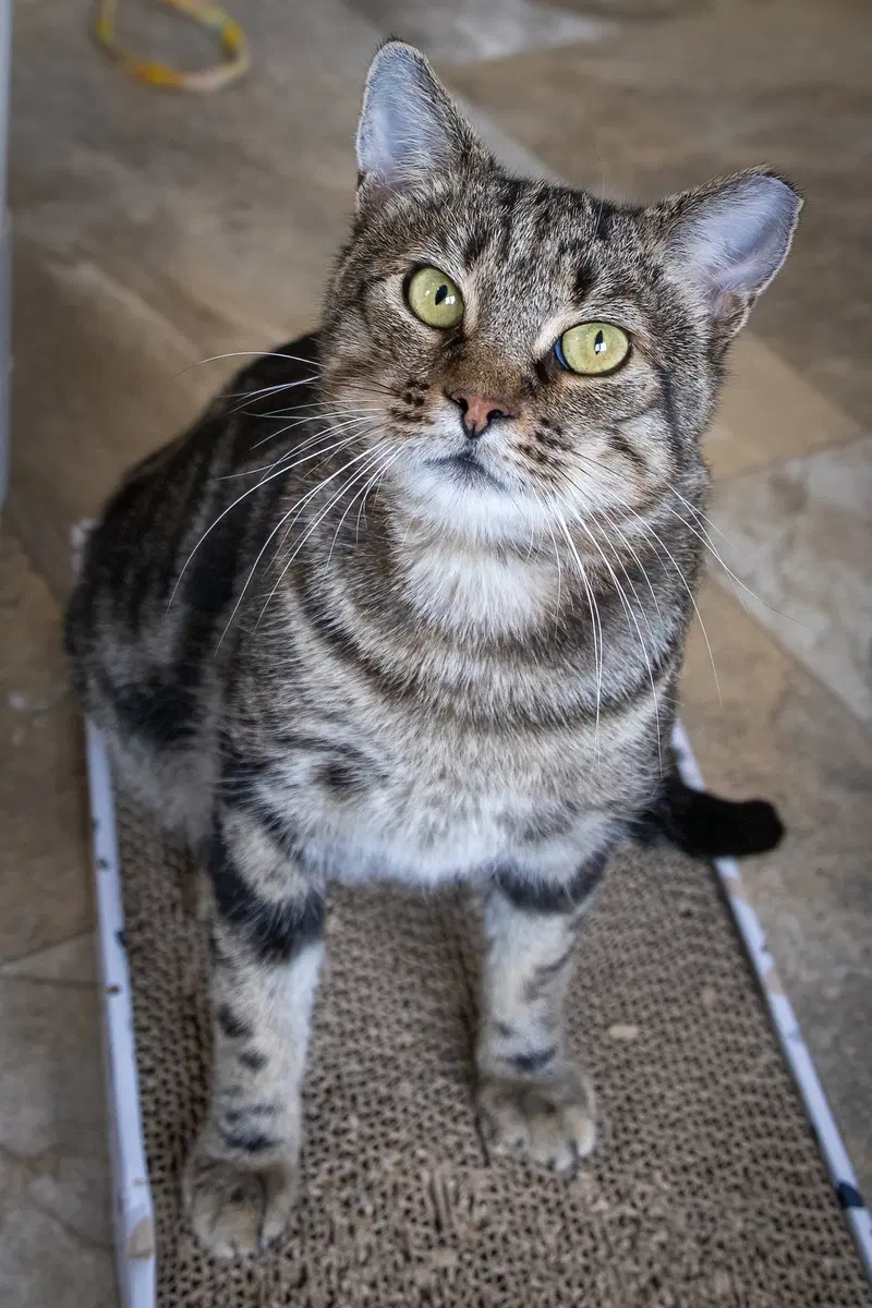 Sparky, photo 4