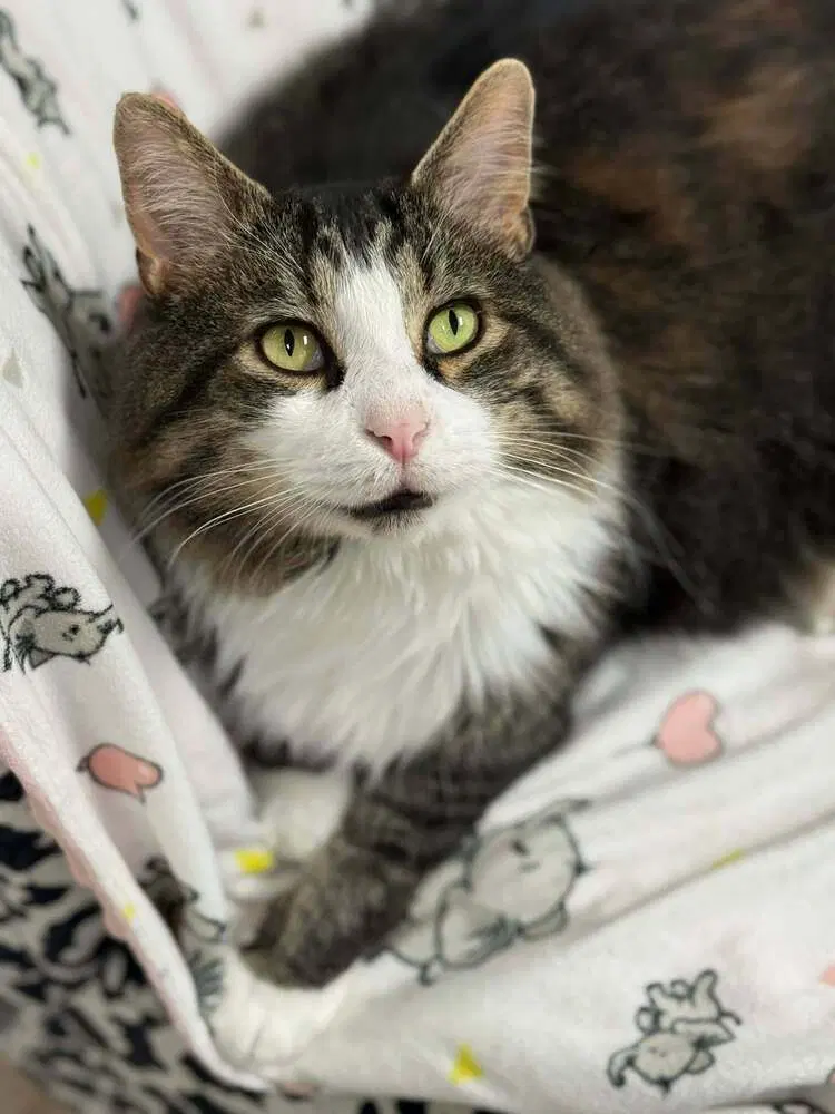 Goliath Warren, an adult male cat up for adoption